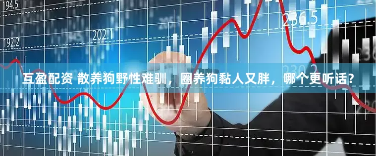 互盈配资 散养狗野性难驯，圈养狗黏人又胖，哪个更听话？